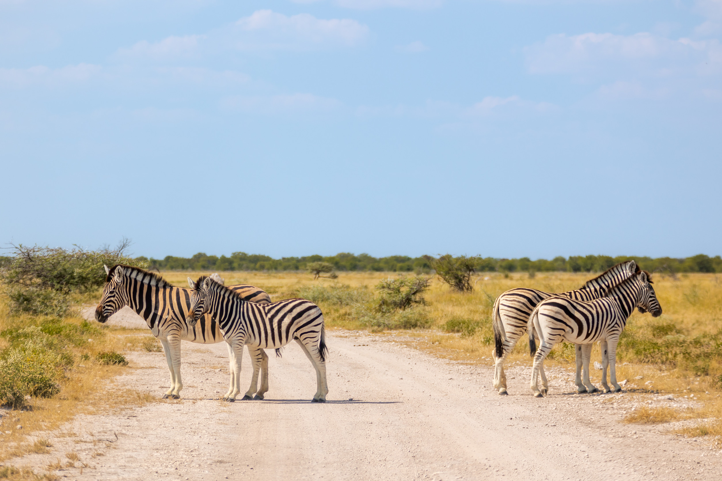 a group of zebra equus quagga or equus burchellii standing on a gravel road a group of zebra equus quagga or equus burchellii standing on a gravel road